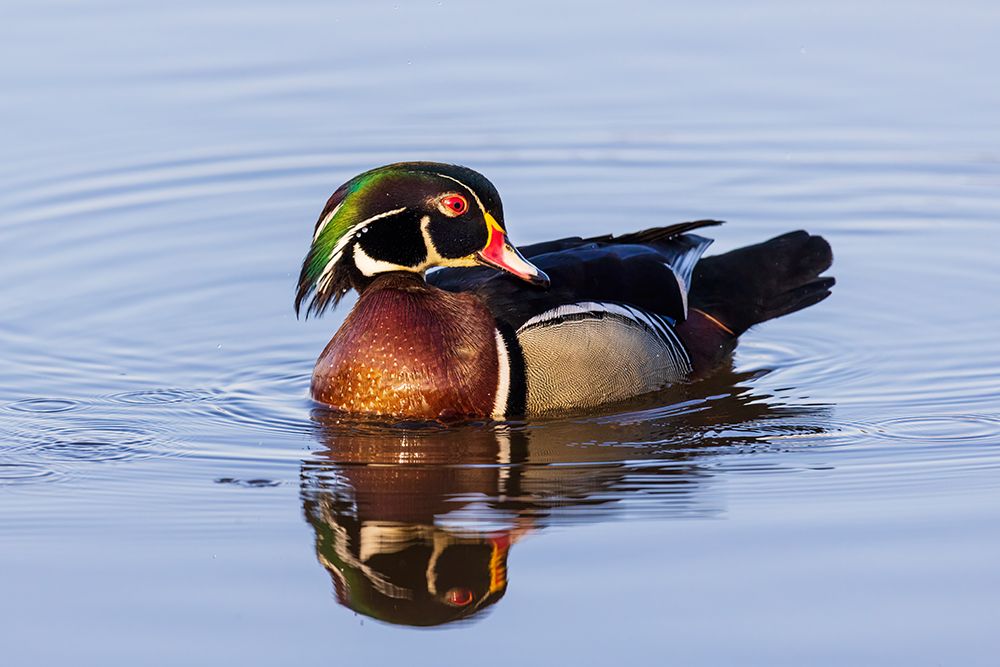 Wall Art Painting id:652464, Name: Wood Duck male in wetland-Marion County-Illinois, Artist: Day, Richard and Susan