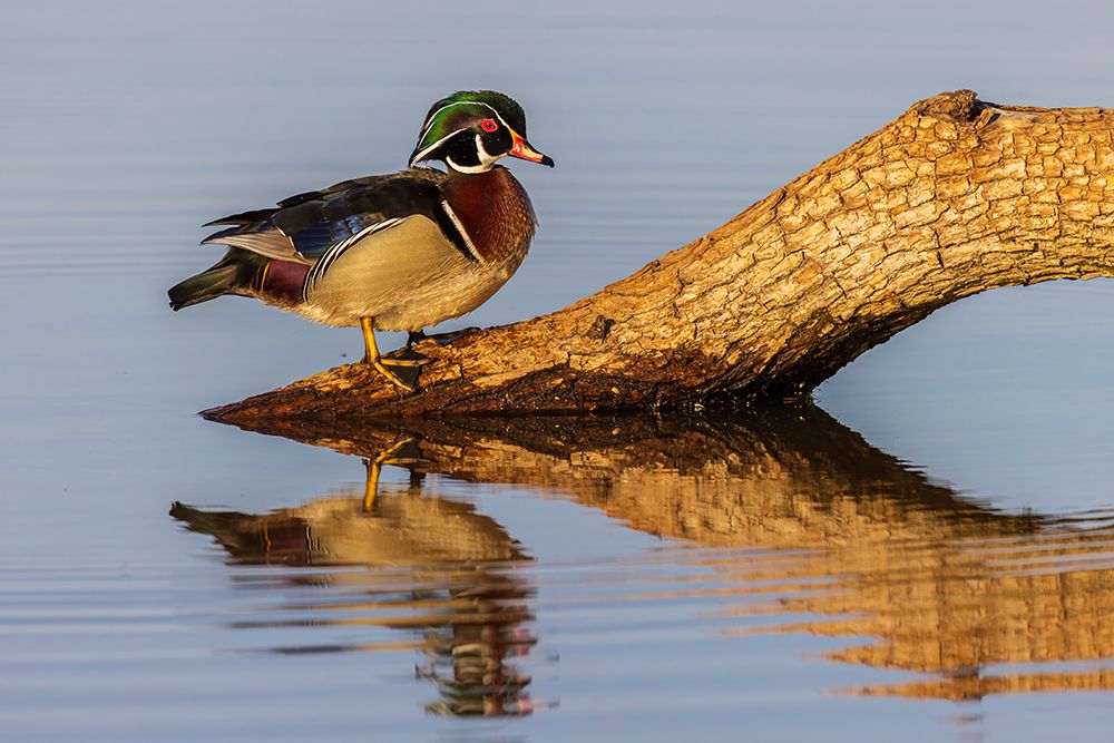 Wall Art Painting id:652465, Name: Wood Duck male on log in wetland-Marion County-Illinois, Artist: Day, Richard and Susan