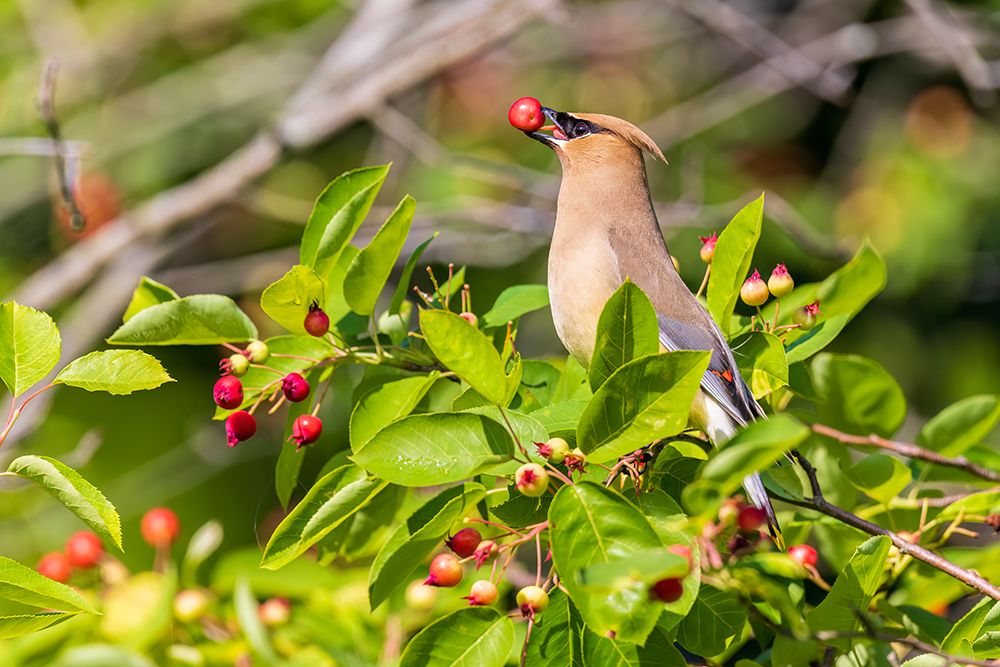 Wall Art Painting id:652478, Name: Cedar Waxwing eating Serviceberries-Marion County-Illinois, Artist: Day, Richard and Susan