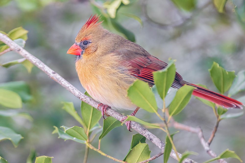 Wall Art Painting id:652480, Name: Northern Cardinal female in American Holly tree-Marion County-Illinois, Artist: Day, Richard and Susan