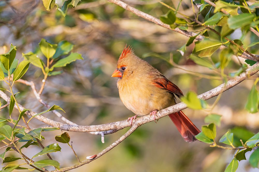 Wall Art Painting id:652481, Name: Northern Cardinal female in American Holly tree-Marion County-Illinois, Artist: Day, Richard and Susan