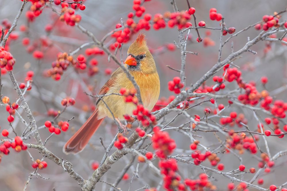 Wall Art Painting id:652482, Name: Northern Cardinal female in Winterberry bush-Marion County-Illinois, Artist: Day, Richard and Susan