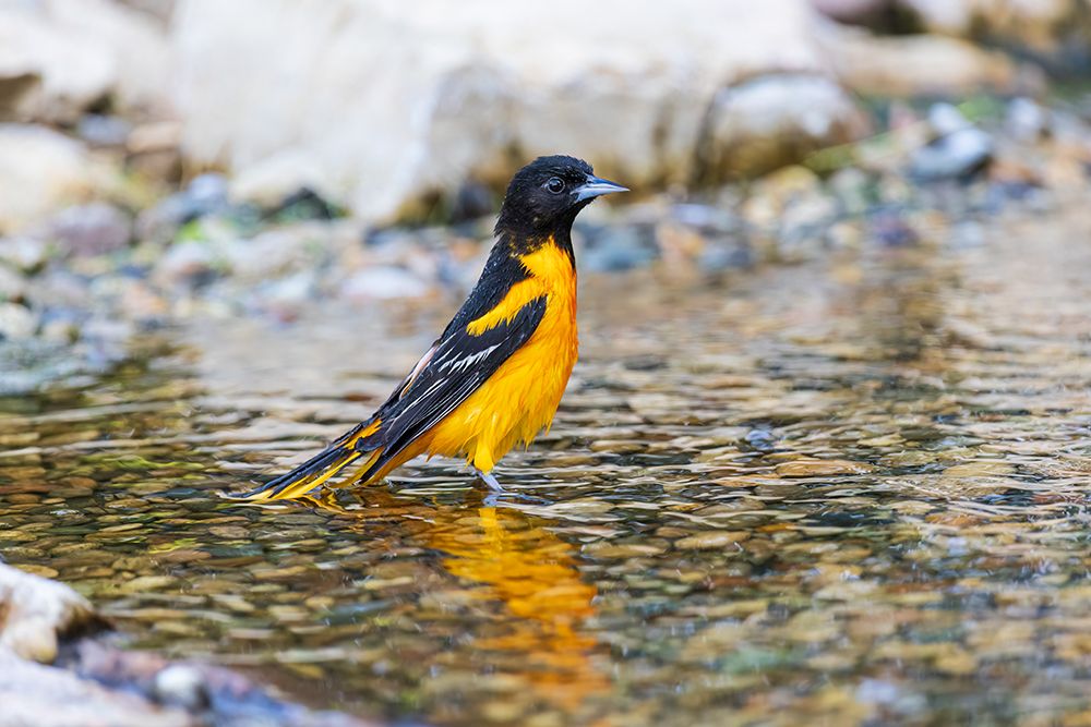 Wall Art Painting id:652487, Name: Baltimore Oriole male bathing-Marion County-Illinois, Artist: Day, Richard and Susan