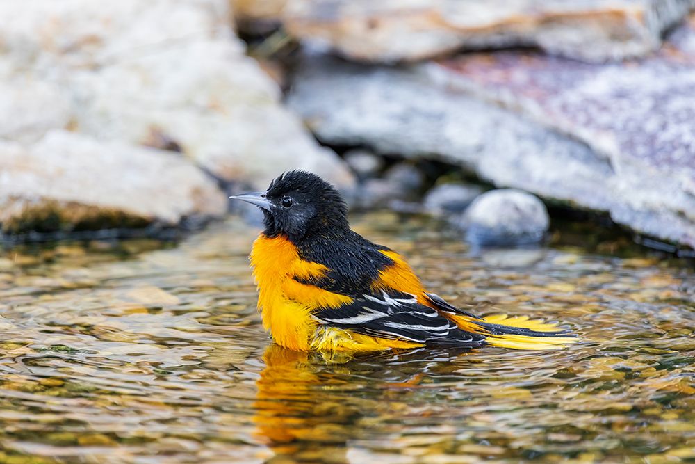 Wall Art Painting id:652488, Name: Baltimore Oriole male bathing-Marion County-Illinois, Artist: Day, Richard and Susan