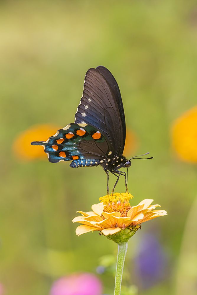 Wall Art Painting id:652498, Name: Pipevine Swallowtail male on zinnia in flower garden-Marion County-Illinois, Artist: Day, Richard and Susan