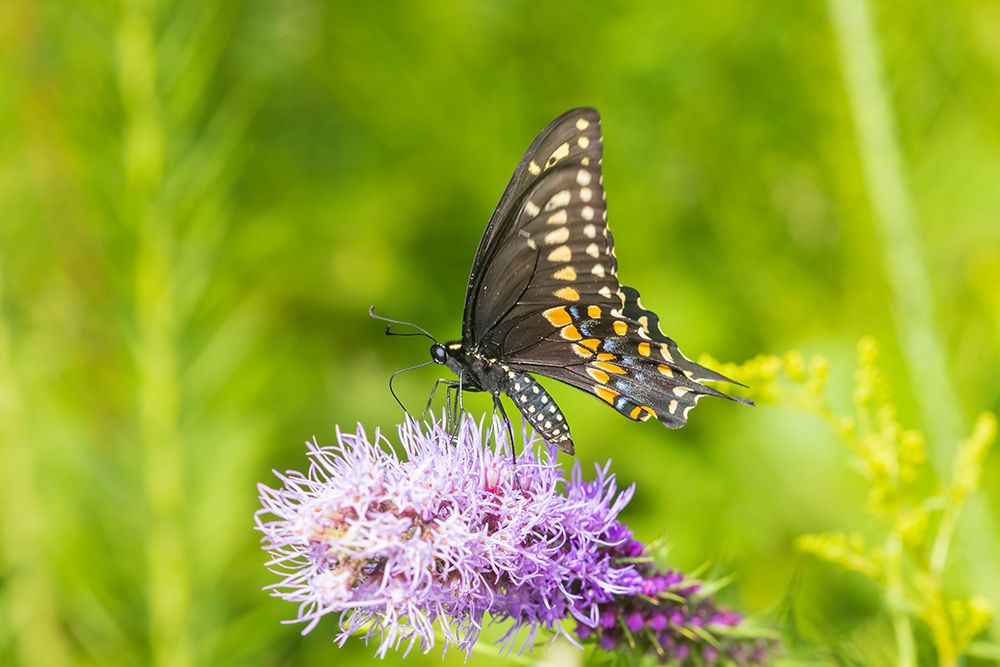 Wall Art Painting id:652501, Name: Black Swallowtail male on Prairie blazing star-Rock Cave Preserve-Effingham County-Illinois, Artist: Day, Richard and Susan