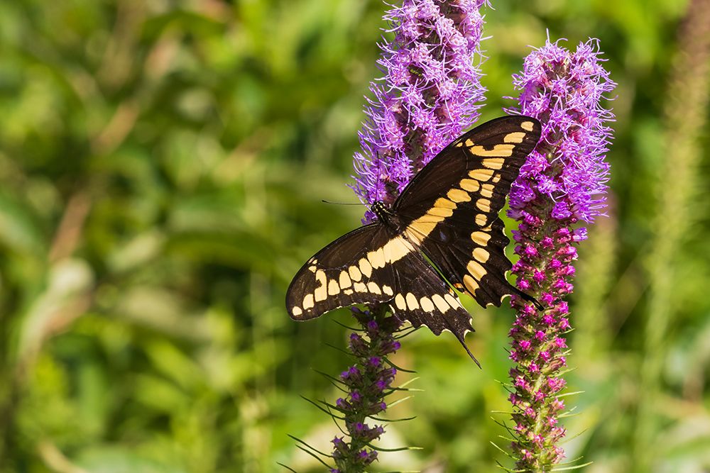 Wall Art Painting id:652502, Name: Giant Swallowtail on Prairie blazing star-Rock Cave Nature Preserve-Effingham County-Illinois, Artist: Day, Richard and Susan