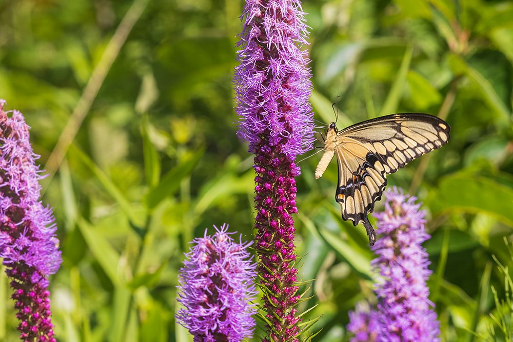 Wall Art Painting id:652503, Name: Giant Swallowtail on Prairie blazing star-Rock Cave Nature Preserve-Effingham County-Illinois, Artist: Day, Richard and Susan