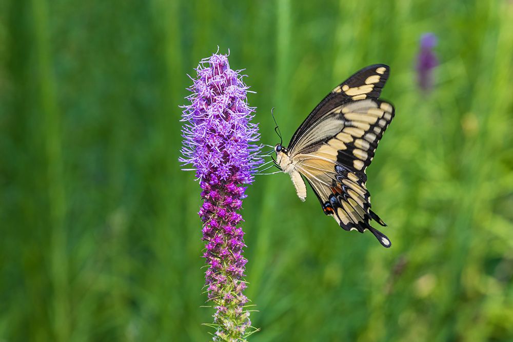 Wall Art Painting id:652504, Name: Giant Swallowtail on Prairie blazing star-Rock Cave Nature Preserve-Effingham County-Illinois, Artist: Day, Richard and Susan