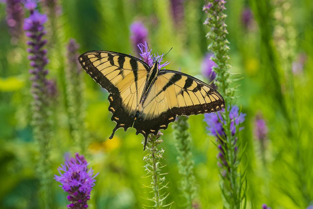 Wall Art Painting id:652505, Name: Eastern Tiger Swallowtail on Prairie blazing star-Rock Cave Nature Preserve-Effingham County-IL, Artist: Day, Richard and Susan