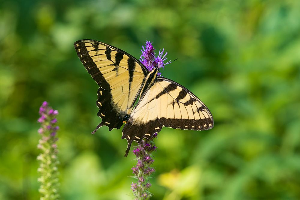 Wall Art Painting id:652506, Name: Eastern Tiger Swallowtail on Prairie blazing star-Rock Cave Nature Preserve-Effingham County-IL, Artist: Day, Richard and Susan