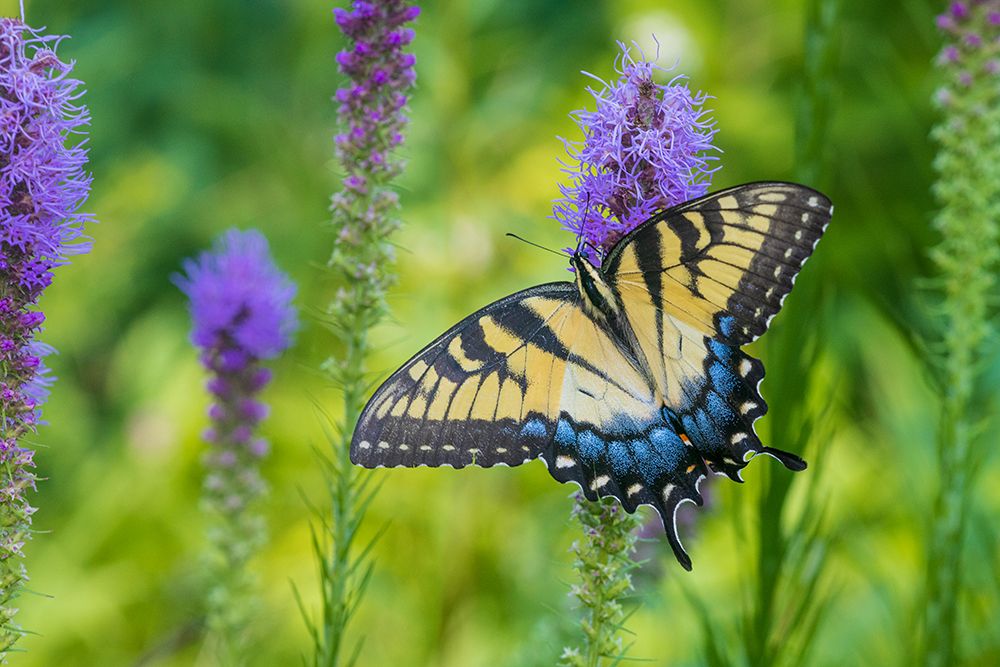 Wall Art Painting id:652507, Name: Eastern Tiger Swallowtail on Prairie blazing star-Rock Cave Nature Preserve-Effingham County-IL, Artist: Day, Richard and Susan