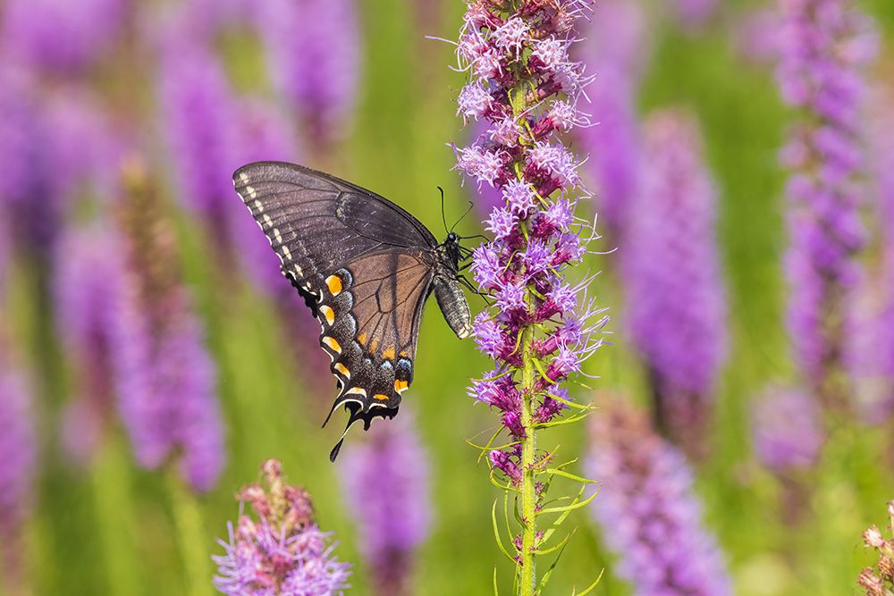 Wall Art Painting id:652508, Name: Eastern Tiger Swallowtail female black form on Prairie blazing star-Rock Cave Preserve-Illinois, Artist: Day, Richard and Susan