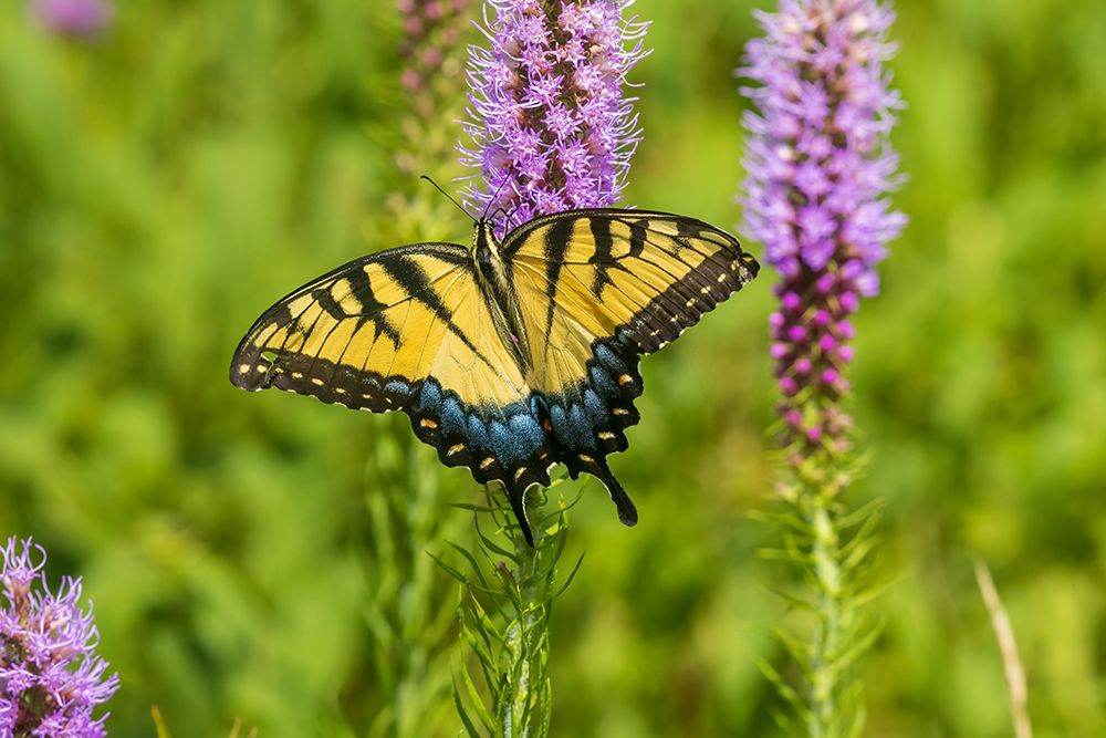 Wall Art Painting id:652509, Name: Eastern Tiger Swallowtail on Prairie blazing star-Rock Cave Nature Preserve-Effingham County-IL, Artist: Day, Richard and Susan