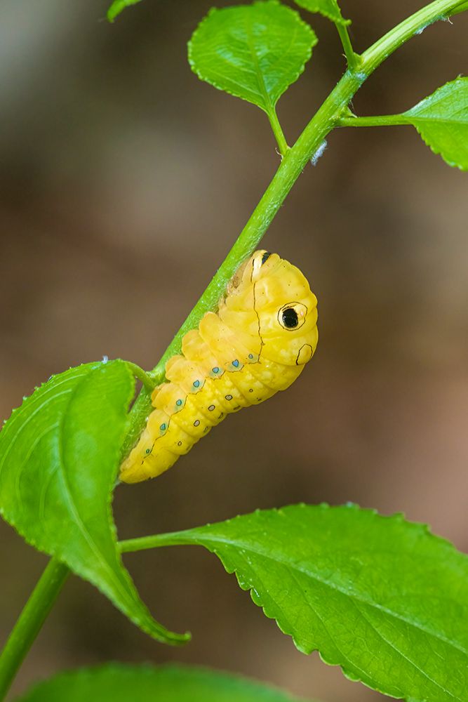 Wall Art Painting id:652512, Name: Spicebush Swallowtail caterpillar on Spicebush-Marion County-Illinois, Artist: Day, Richard and Susan