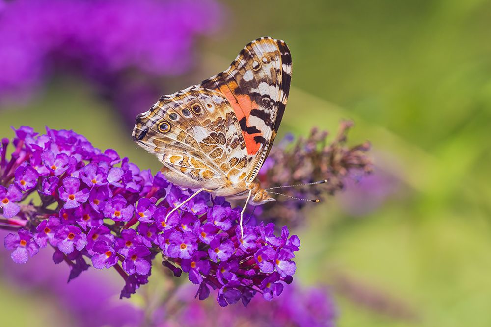 Wall Art Painting id:652534, Name: Painted Lady on Butterfly Bush-Marion County-Illinois, Artist: Day, Richard and Susan