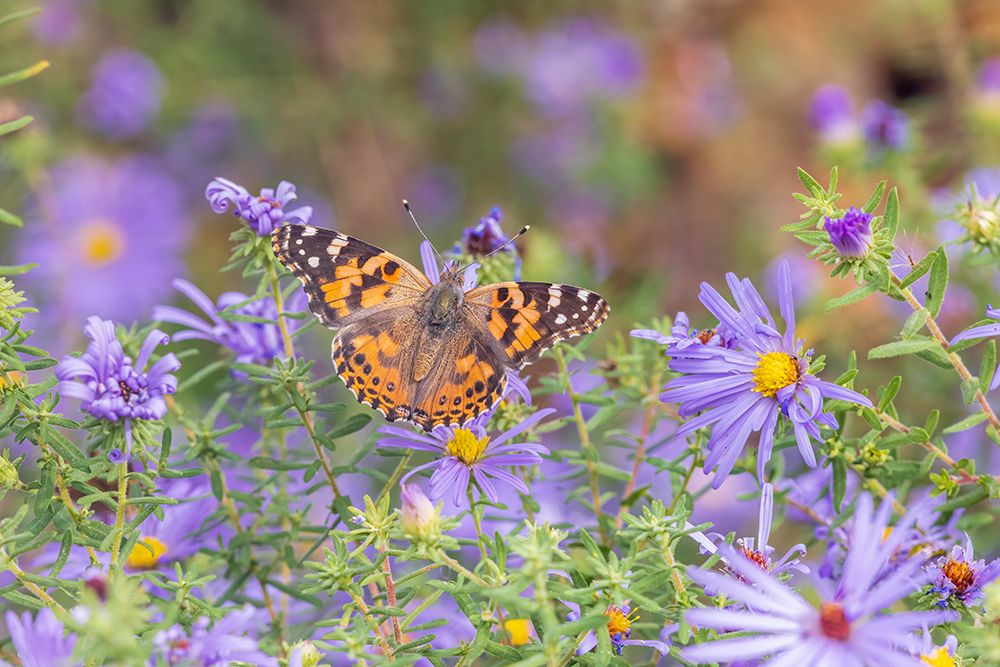 Wall Art Painting id:652535, Name: Painted Lady on Frikarts Aster-Marion County-Illinois, Artist: Day, Richard and Susan