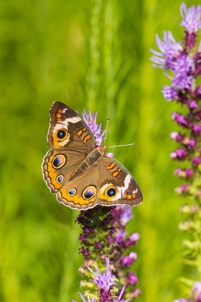 Wall Art Painting id:652536, Name: Common Buckeye on Prairie Blazing Star-Effingham County-Illinois, Artist: Day, Richard and Susan