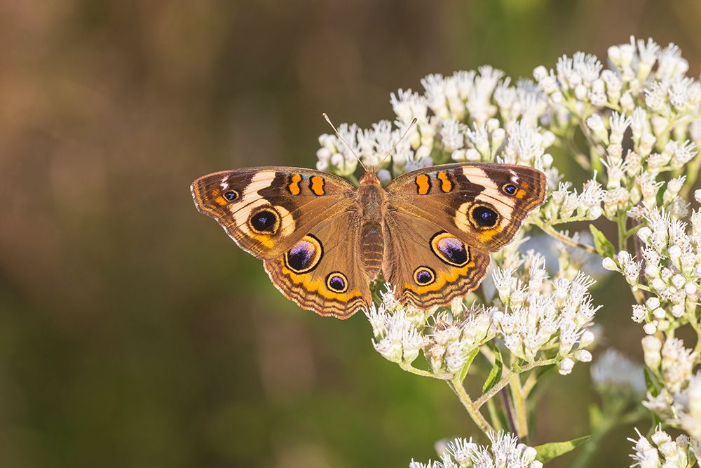 Wall Art Painting id:652537, Name: Common Buckeye on Common Boneset-Marion County-Illinois, Artist: Day, Richard and Susan