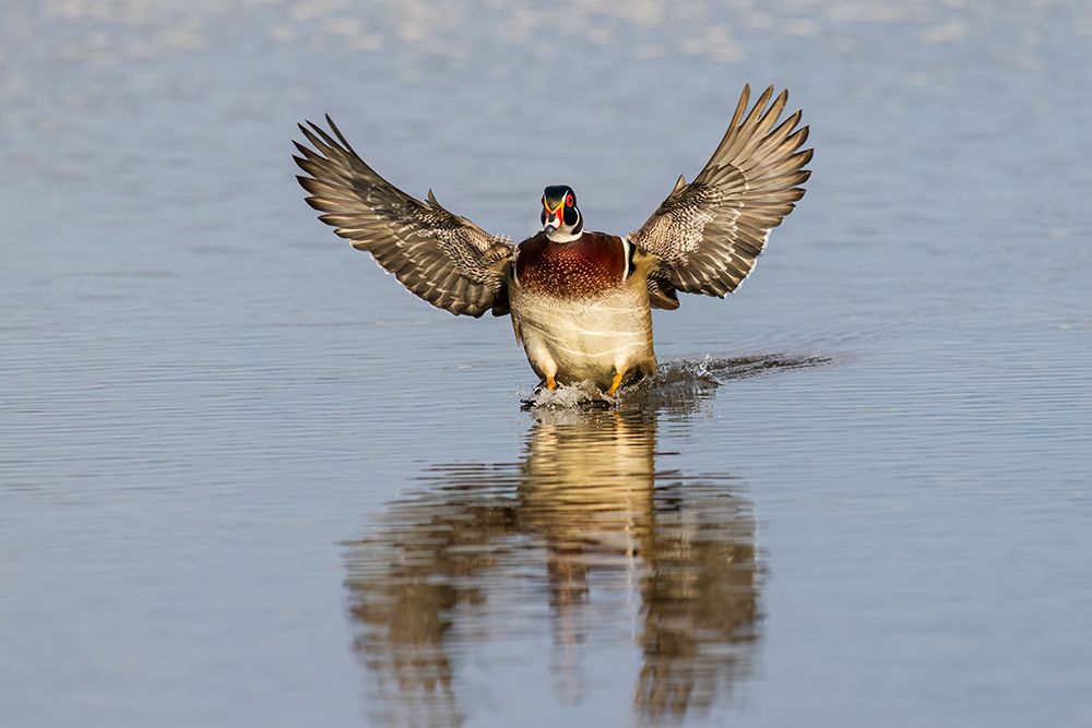 Art Print: Wood duck male flying landing in wetland, Marion County, Illinois.