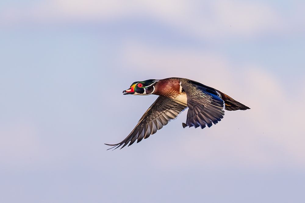 Art Print: Wood duck male in flight, Marion County, Illinois.