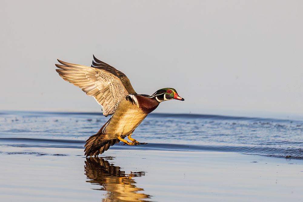Art Print: Wood duck male landing in wetland, Marion County, Illinois.