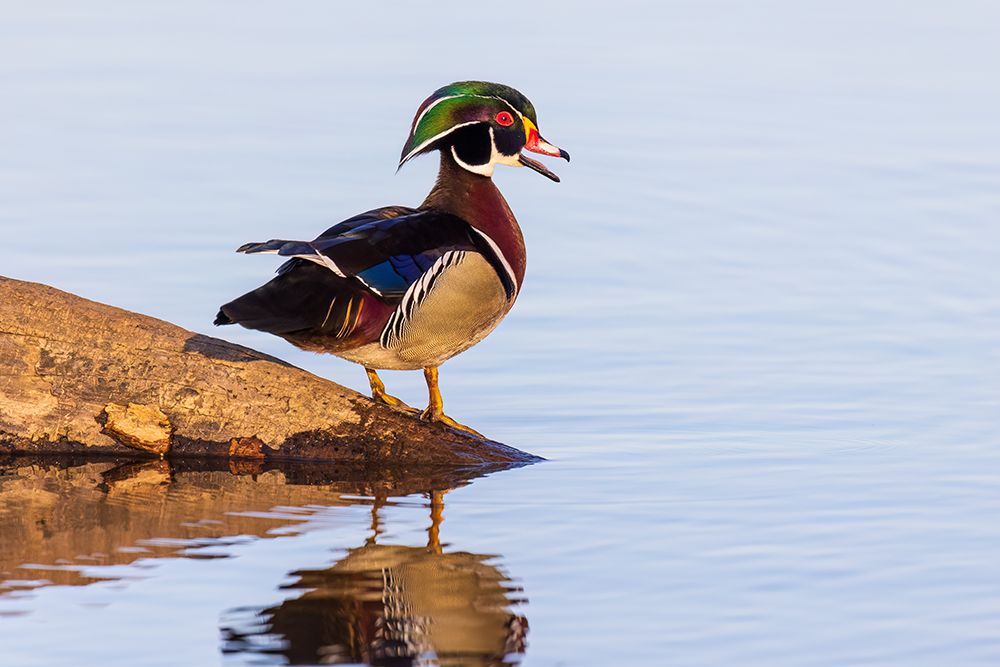Art Print: Wood duck male in wetland, Marion County, Illinois.