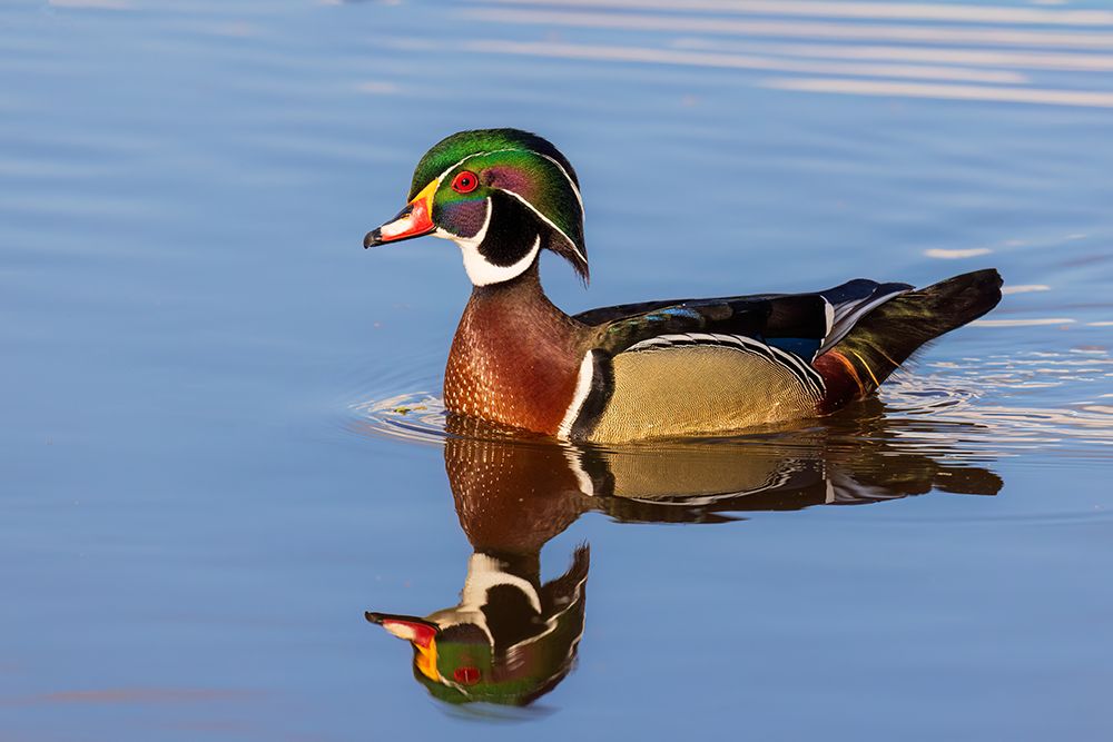 Art Print: Wood duck male in wetland, Marion County, Illinois.