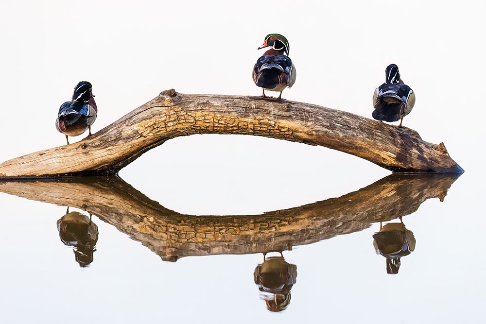 Art Print: Wood duck males on log in wetland, Marion County, Illinois.