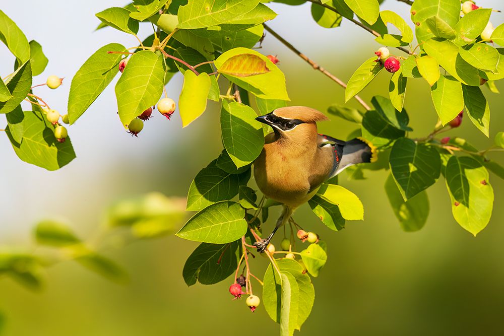 Art Print: Cedar waxwing in serviceberry bush, Marion County, Illinois.
