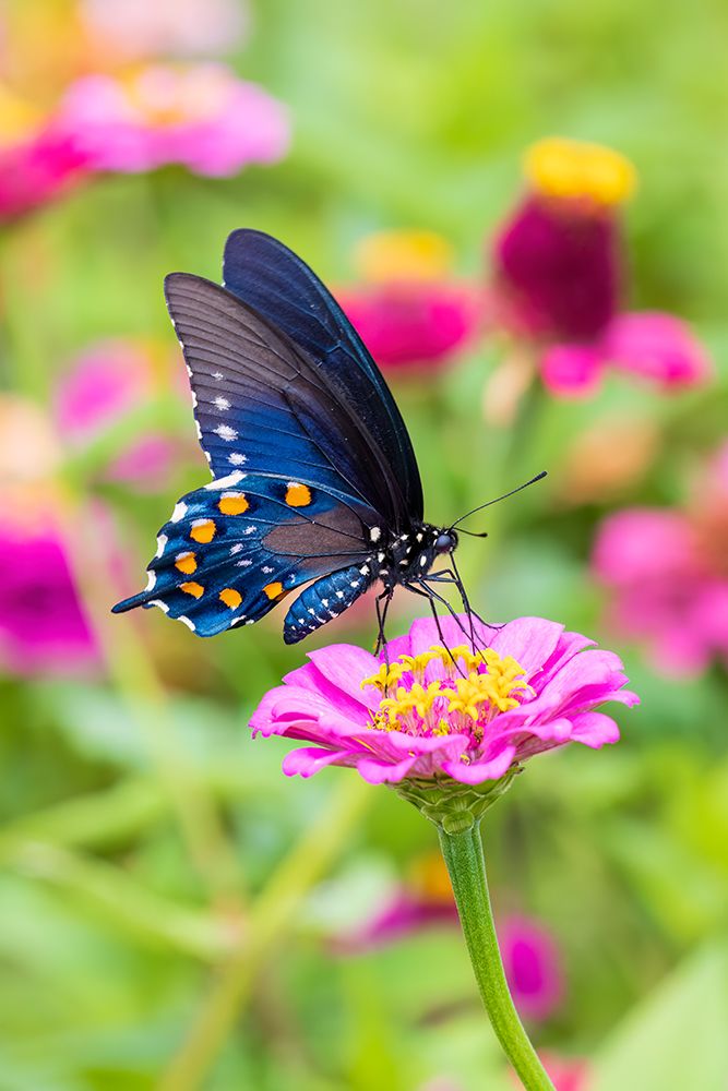 Wall Art Painting id:741350, Name: Pipevine swallowtail on zinnia, Marion County, Illinois., Artist: Day, Richard and Susan