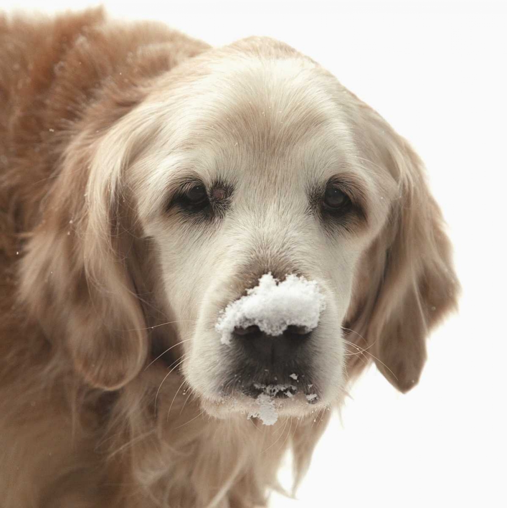 Wall Art Painting id:129999, Name: Indiana, Carmel Golden retriever in snow, Artist: Kaveney, Wendy