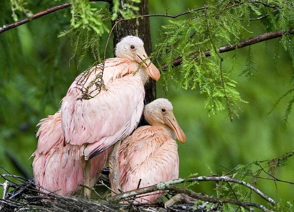 Wall Art Painting id:136027, Name: Louisiana Spoonbill chicks on their nest, Artist: Williams, Joanne