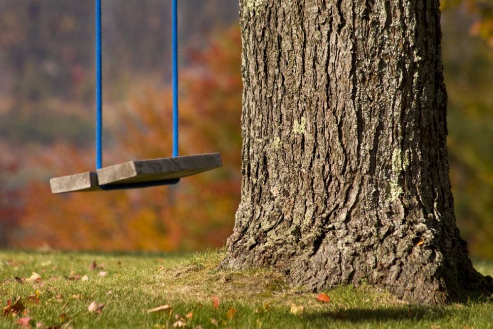 Wall Art Painting id:130347, Name: Maine, Bethel A wooden swing hangs from a tree, Artist: Kaveney, Wendy