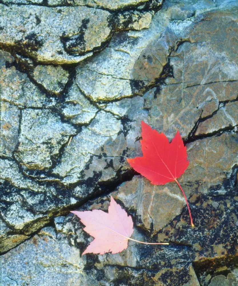 Wall Art Painting id:134935, Name: USA, Maine, A Maple leaf on a Rock Background, Artist: Talbot Frank, Christopher