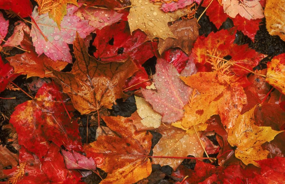 Wall Art Painting id:126973, Name: USA, Maine Autumn maple leaves, Artist: Bush, Marie