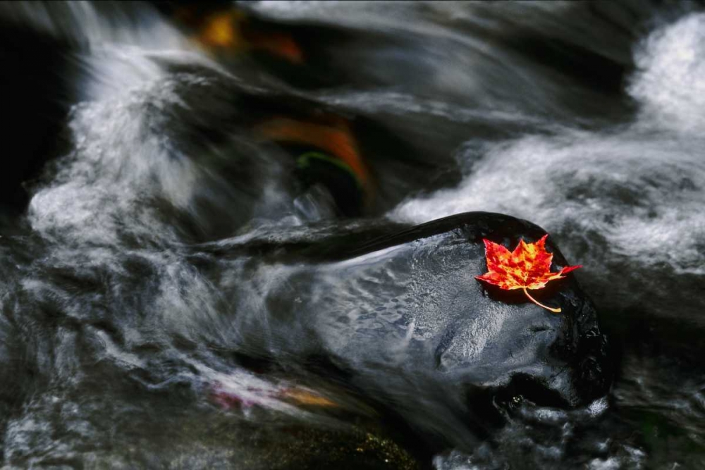 Wall Art Painting id:127032, Name: USA, Maine Maple leaf on black rock in stream, Artist: Bush, Marie