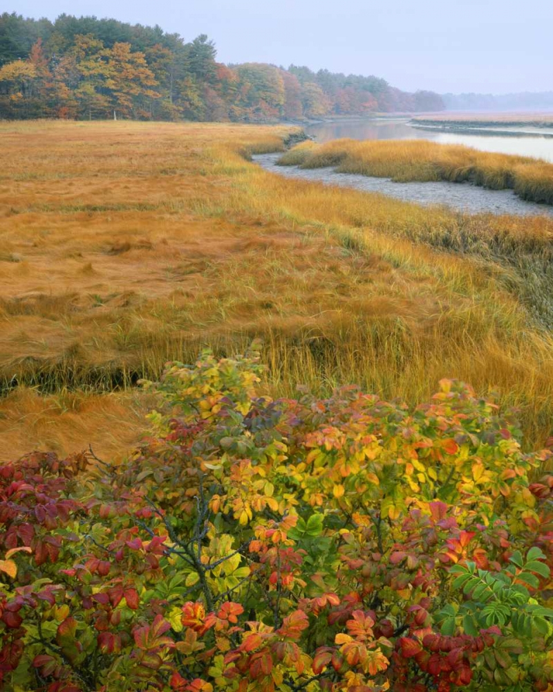 Wall Art Painting id:135529, Name: ME, Kennebunkport Tidal marsh on the Mousam, Artist: Terrill, Steve