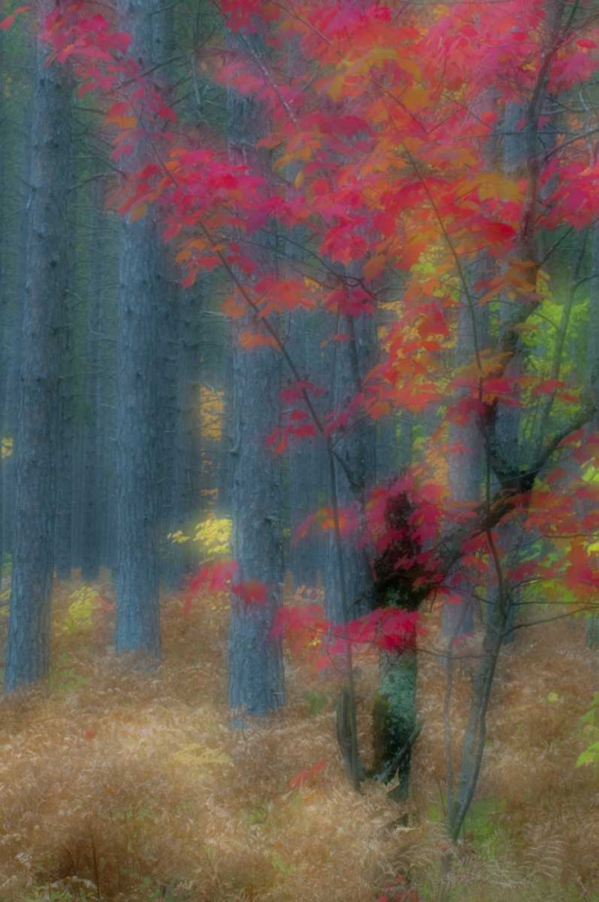 Wall Art Painting id:134056, Name: Michigan Soft focus of a forest in autumn color, Artist: Rotenberg, Nancy