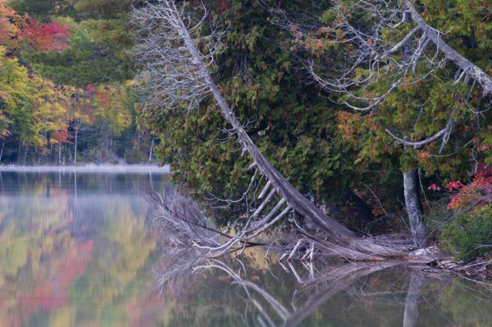 Wall Art Painting id:133736, Name: MI, Petes Lake reflects autumn foliage, Artist: Rotenberg, Nancy