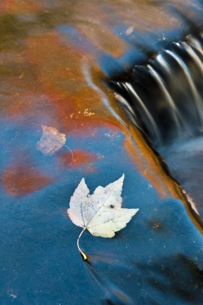 Wall Art Painting id:133735, Name: MI, Leaf floating in pond at Bond Falls, Artist: Rotenberg, Nancy