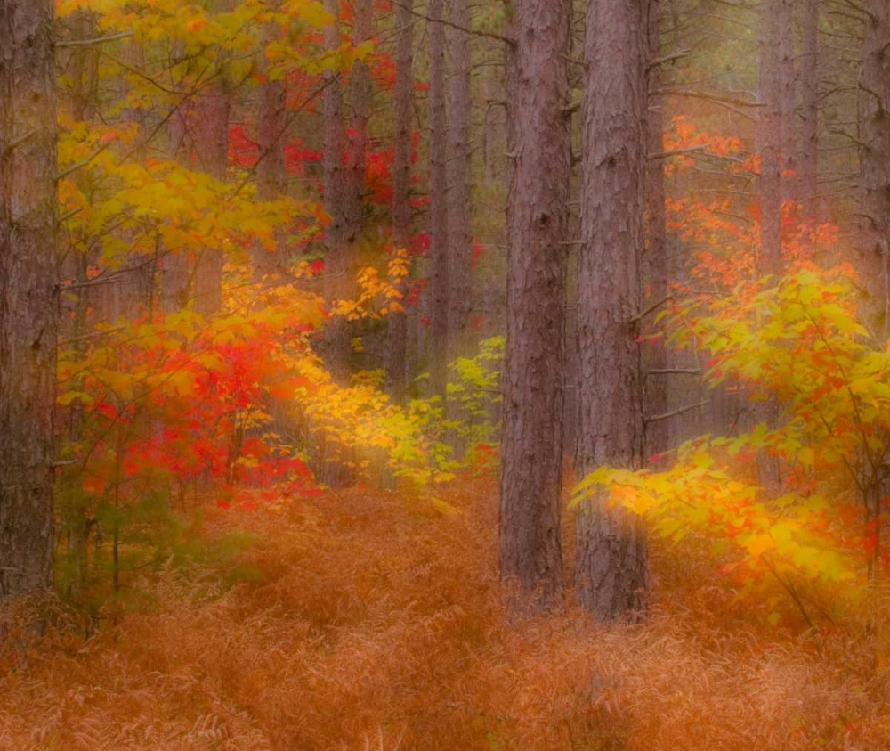 Wall Art Painting id:134057, Name: Michigan Soft focus of a forest in autumn color, Artist: Rotenberg, Nancy