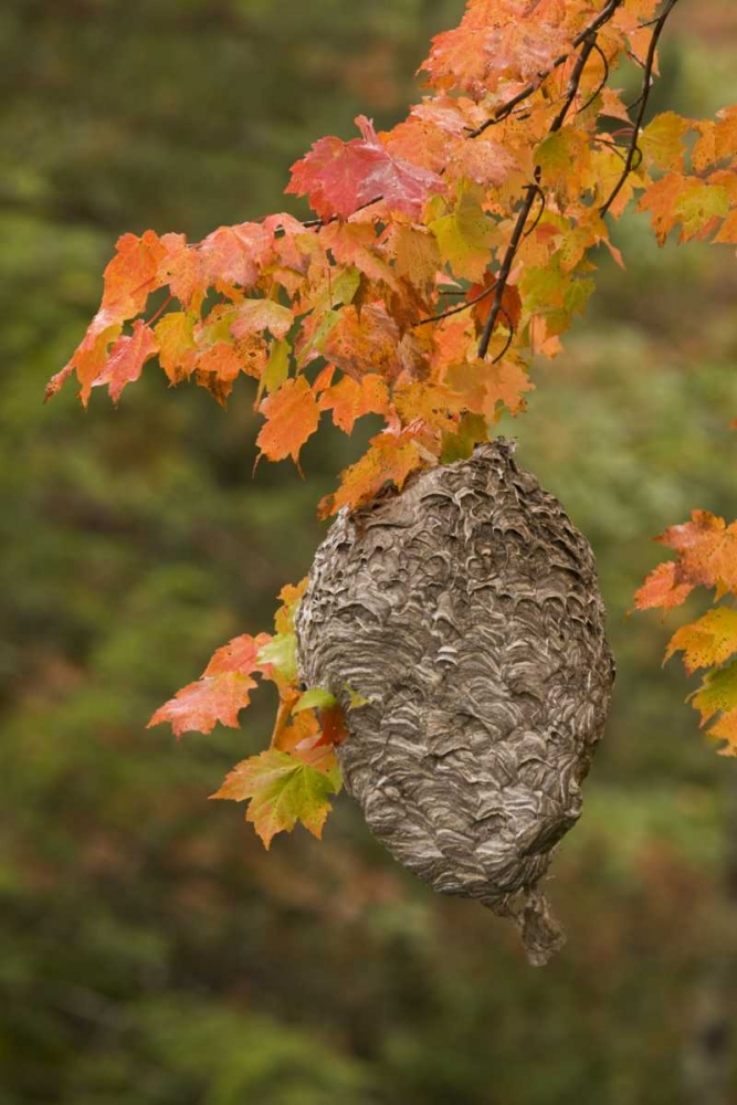 Wall Art Painting id:128166, Name: MI, Bald-faced hornet nest in a maple tree, Artist: Grall, Don