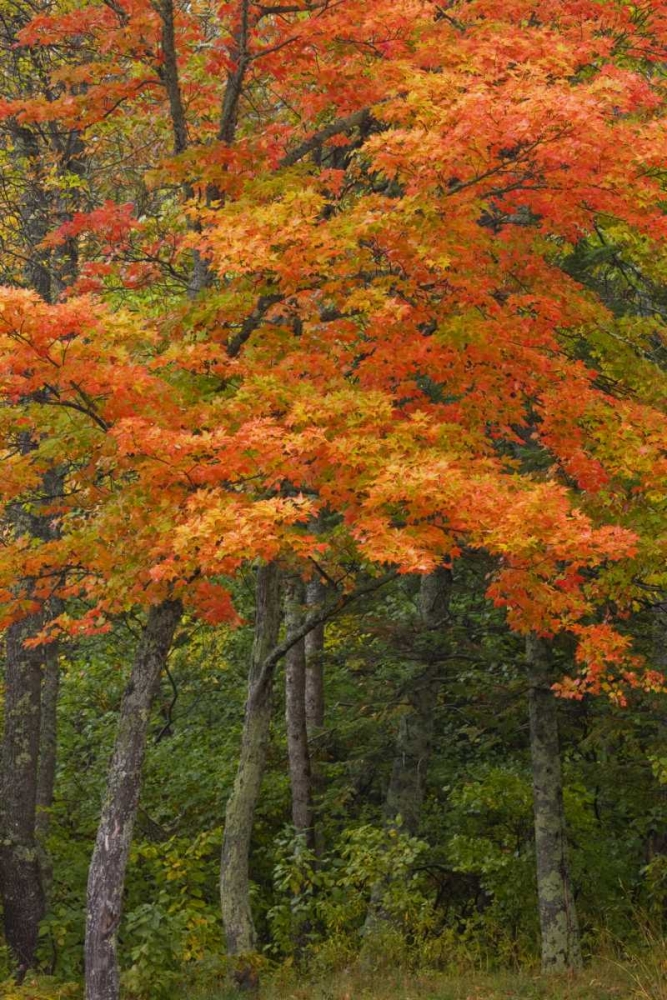 Wall Art Painting id:128164, Name: Michigan Autumn maple trees in full color, Artist: Grall, Don