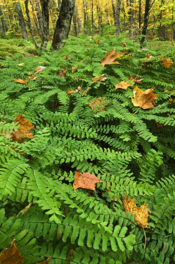 Wall Art Painting id:133759, Name: USA, Michigan Maiden hair fern in forest, Artist: Rotenberg, Nancy