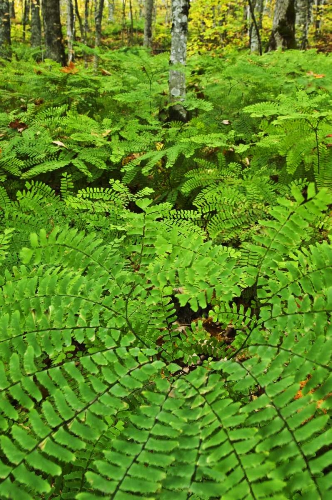 Wall Art Painting id:133760, Name: USA, Michigan Maiden hair fern in forest, Artist: Rotenberg, Nancy