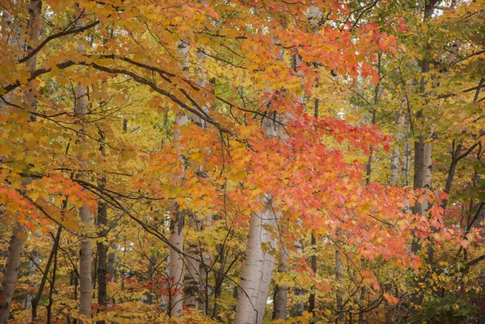 Wall Art Painting id:128149, Name: Michigan Red maple trees in autumn color, Artist: Grall, Don