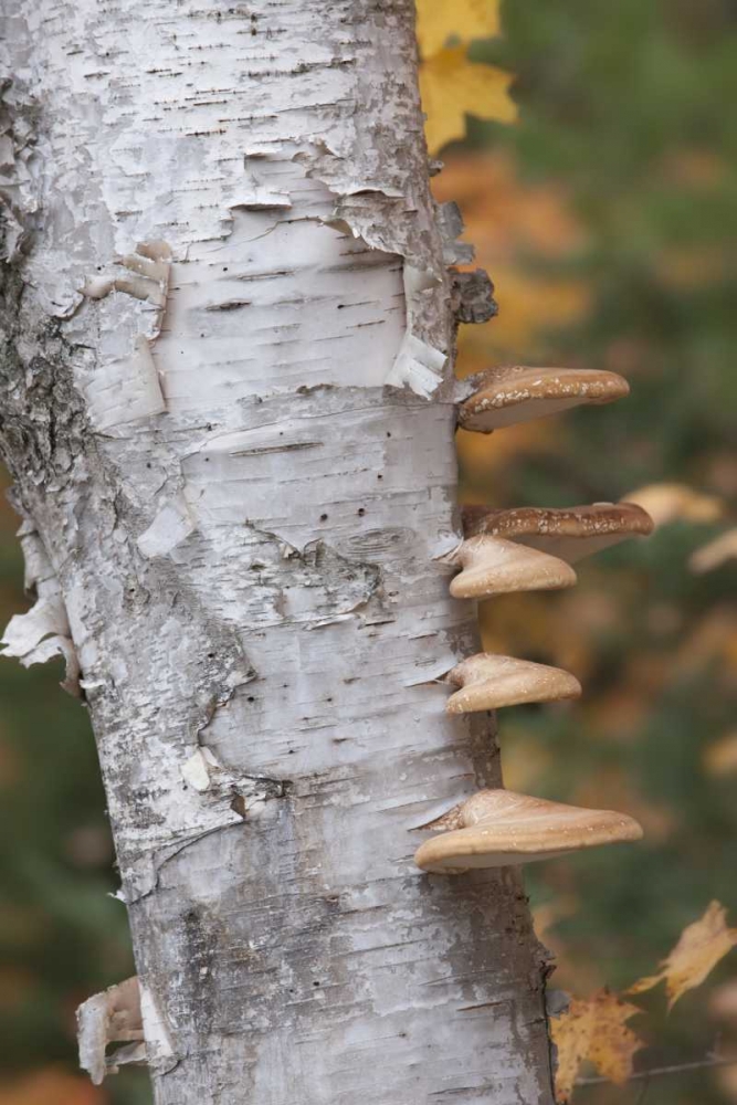 Wall Art Painting id:128135, Name: Michigan Shelf mushrooms on birch tree, Artist: Grall, Don