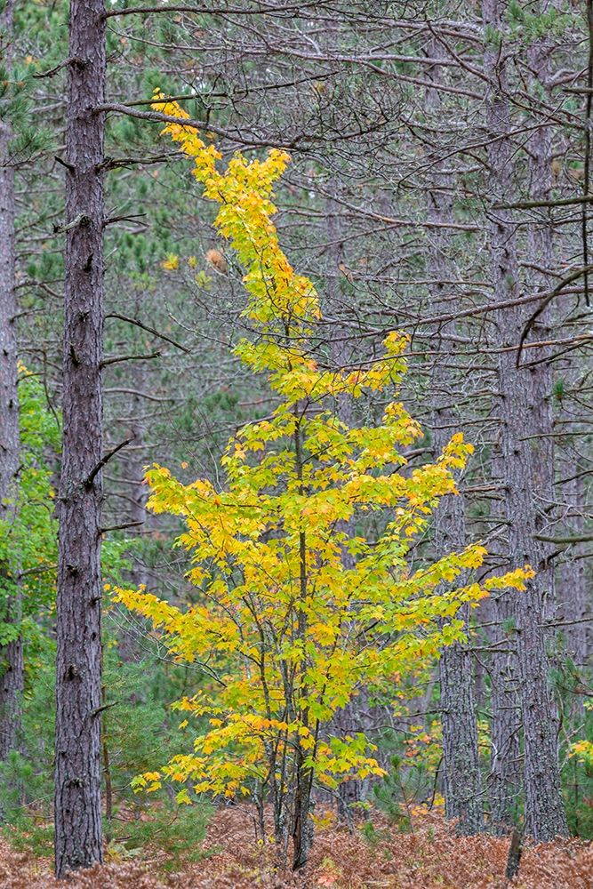 Wall Art Painting id:405648, Name: Yellow Maple tree in pine forest in fall-Alger County-Michigan, Artist: Day, Richard and Susan