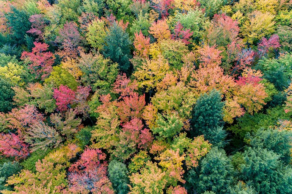 Wall Art Painting id:405654, Name: Aerial view of Hugoboom Lake in fall color-Alger County-Michigan, Artist: Day, Richard and Susan